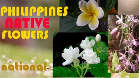  Wild Flowers of the Philippines: A Symphony of Flora and Cultural Tapestry